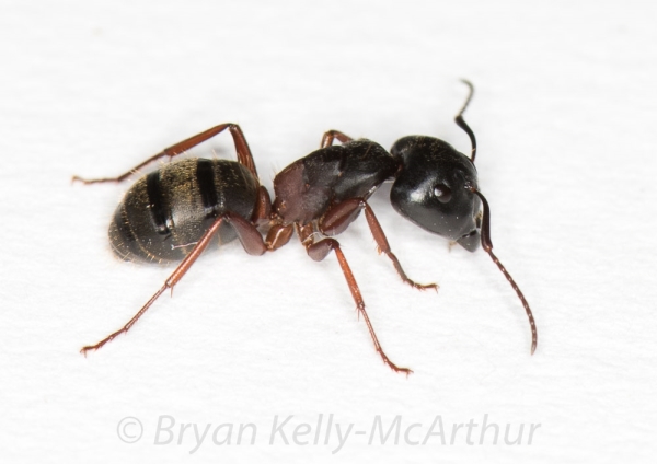 Photo of Camponotus herculeanus by Bryan Kelly-McArthur